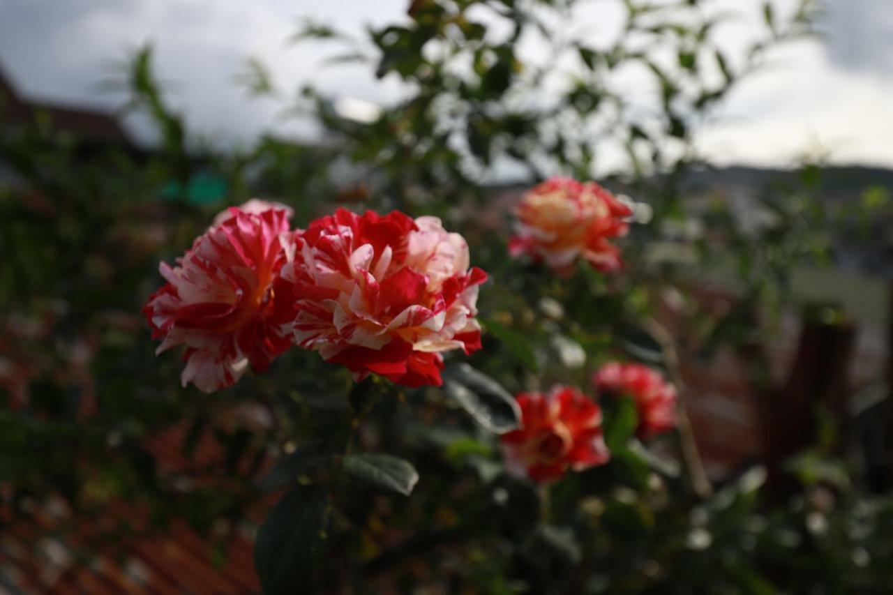 Homestay Doc Tinh Dalat Exteriör bild